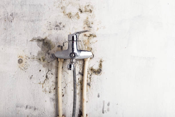Best Emergency Mold Removal  in Mino, CA