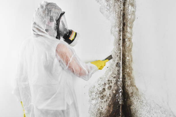 Best Mold Testing  in Mino, CA