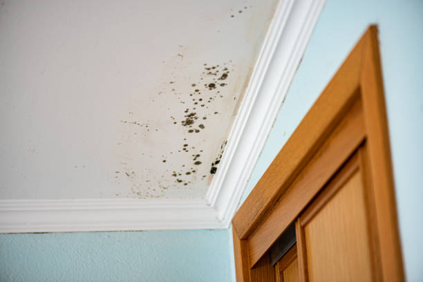 Best Mold Damage Repair  in Mino, CA