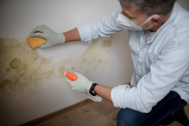 Best Crawl Space Mold Removal  in Mino, CA