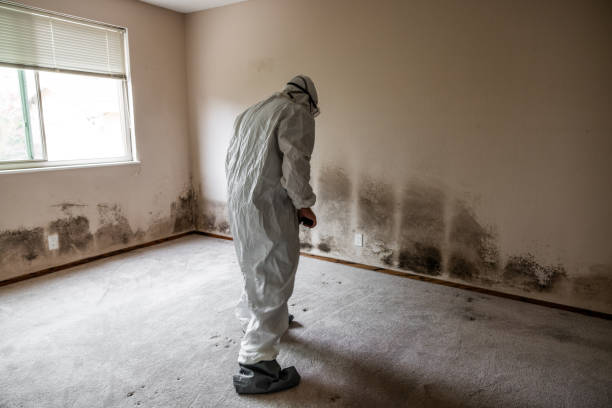 Professional Mold Removal in Camino, CA