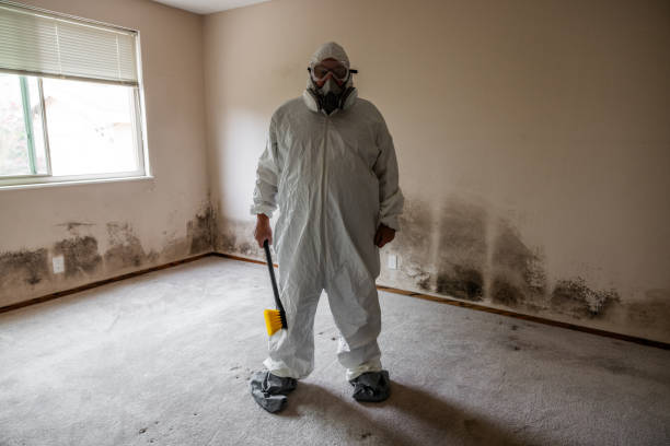 Office Mold Removal Services in Camino, CA