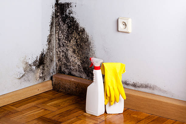 Best Mold Cleaning Services  in Mino, CA