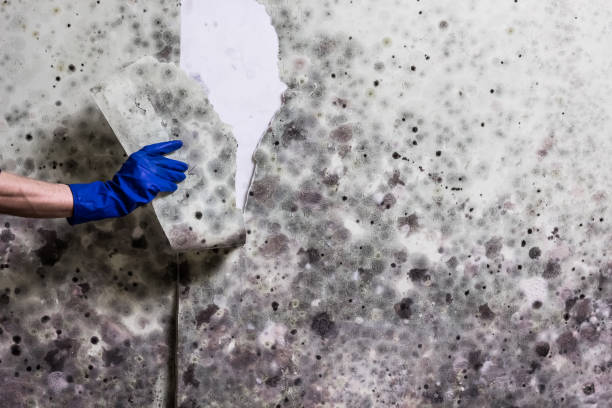Best Residential Mold Removal  in Mino, CA