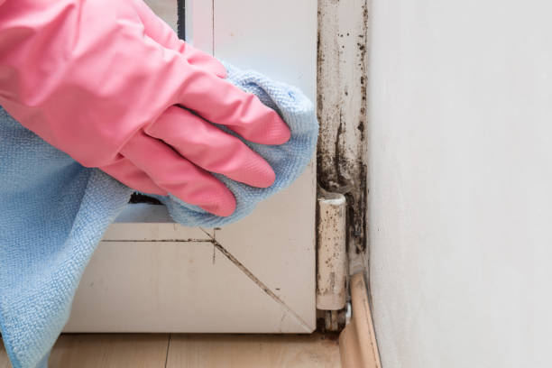 Best Commercial Mold Removal  in Mino, CA