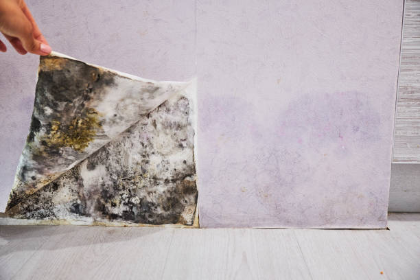 Best Mold Removal Company Near Me  in Mino, CA